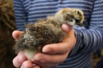 Chick holding